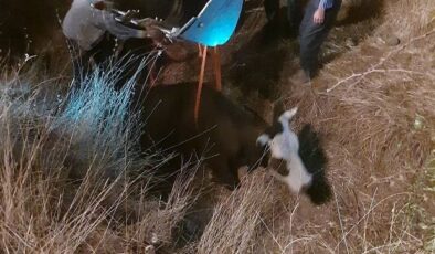 Diyarbakır’da dereye düşen inek kurtarıldı