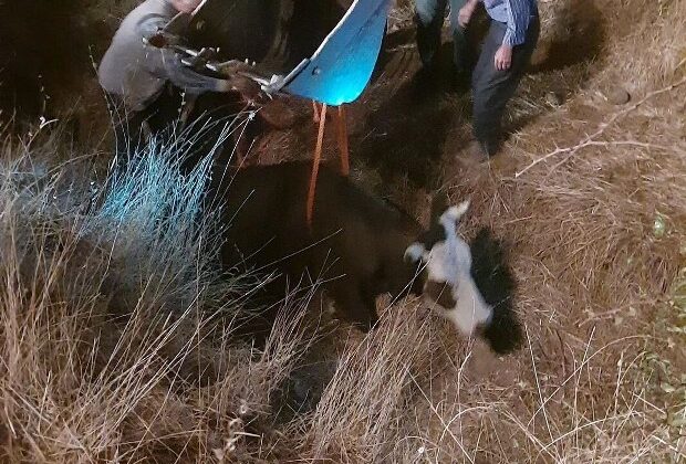 Diyarbakır’da dereye düşen inek kurtarıldı