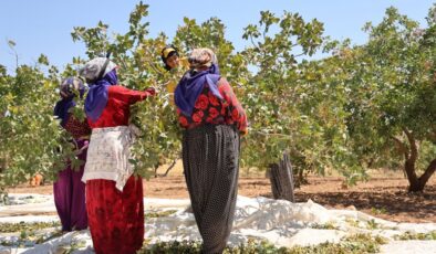 Diyarbakır’da fıstık hasadı başladı :Üretici rekolteden memnun