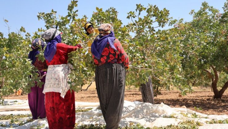 Diyarbakır’da fıstık hasadı başladı :Üretici rekolteden memnun