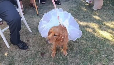 Düğününde, sahiplendiği köpeğine de gelinlik giydirdi