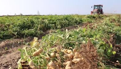 Adana’da yer fıstığı rekoltesinde yüzde 30 artış bekleniyor