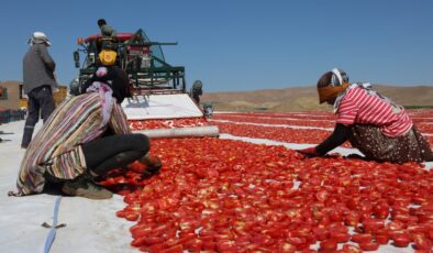 Elazığ domates ihracatında yeni rekorlar peşinde