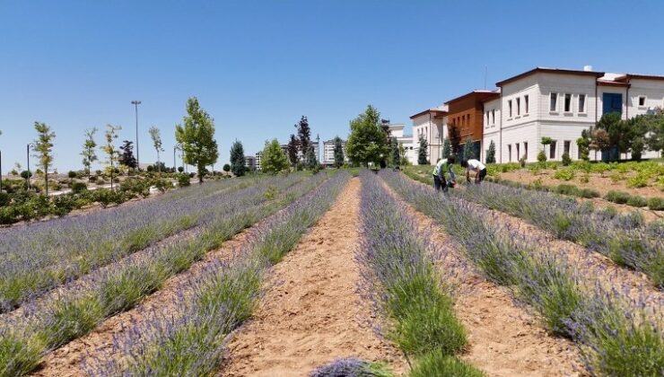 Elazığ gençleri lavanta üretiminde öncü oldu