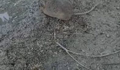 Elazığ’da çiftçi, fareye merhamet gösterdi