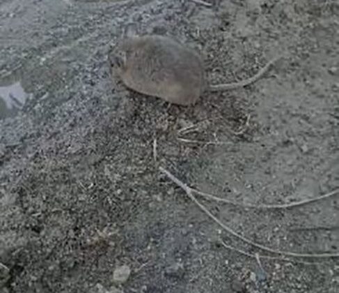 Elazığ’da çiftçi, fareye merhamet gösterdi