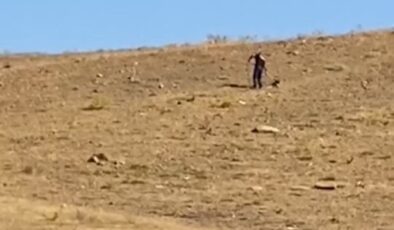 Elazığ’da sokak köpekleri koruma altında