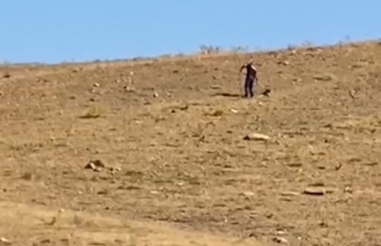 Elazığ’da sokak köpekleri koruma altında