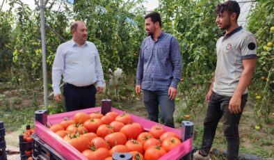 Erzincan domatesi bölge sofralarını renklendiriyor
