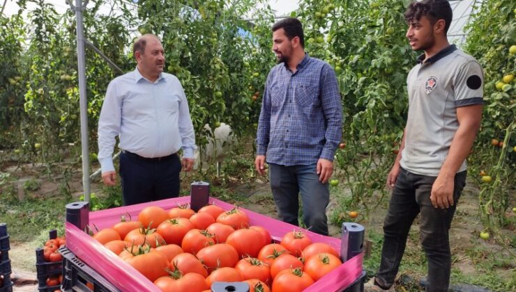 Erzincan domatesi bölge sofralarını renklendiriyor