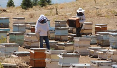 Erzincan’da arıcılar hasat sevinci yaşıyor