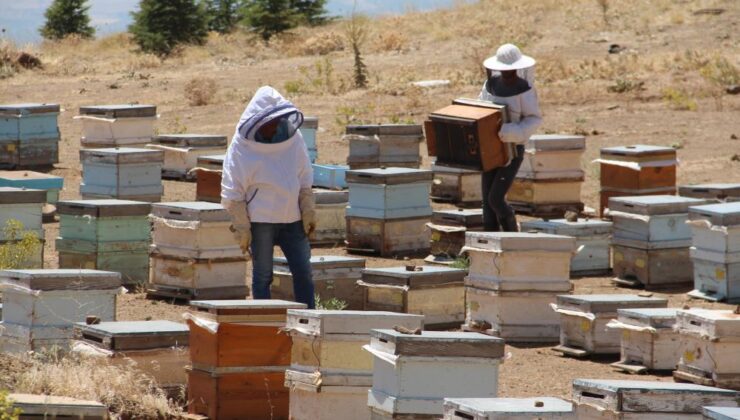Erzincan’da arıcılar hasat sevinci yaşıyor