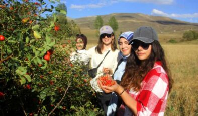 Erzincan’da kuşburnu toplama sezonu başladı