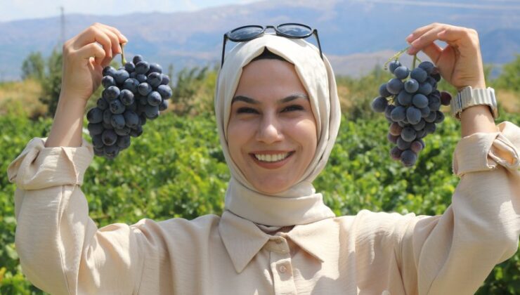 Erzincan’ın Cimin üzümü, İtalya’nın üzümlerine rakip oldu