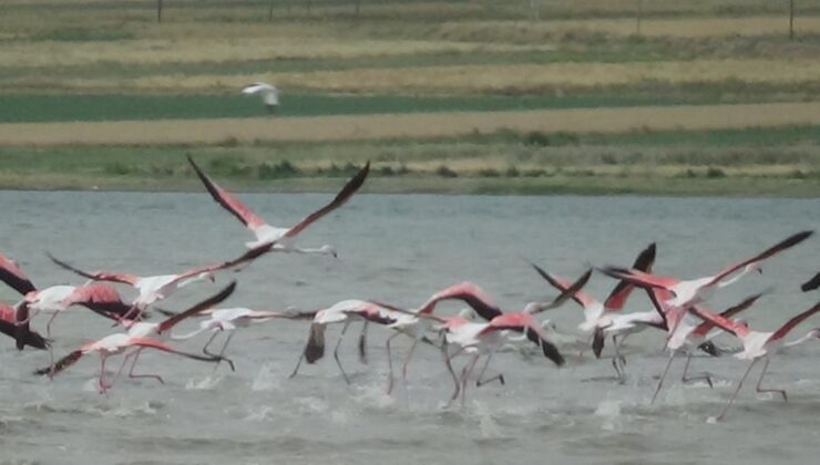 Flamingolar van gölü’ne geldi