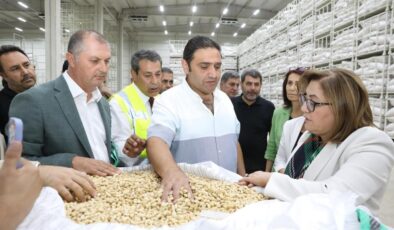 Gaziantep Büyükşehir fıstık alımına başladı