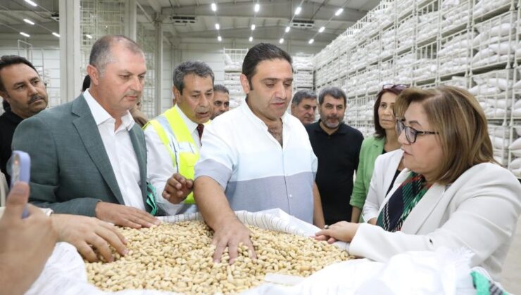 Gaziantep Büyükşehir fıstık alımına başladı