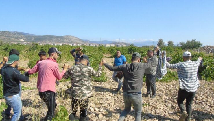 Gaziantep’te davullu zurnalı üzüm hasadı coşkusu