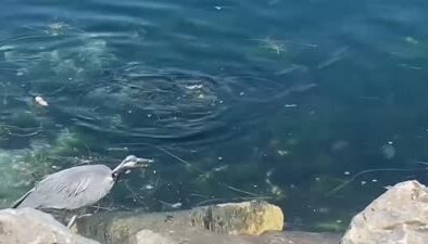 Gri Balıkçılın avlanma anı görüntülendi