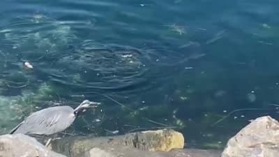 Gri Balıkçılın avlanma anı görüntülendi