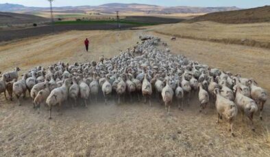 Hayvan sahipleri isyan ediyor: Türk çoban kalmadı