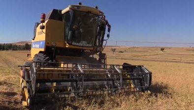 Hibeli tohumla ekilen 29 bin dekar alanda nohut hasadı başladı