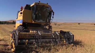 Hibeli tohumla ekilen 29 bin dekar alanda nohut hasadı başladı