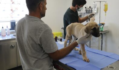 Gençlik hastalığına yakalanan yavru köpek tedavi altına alındı