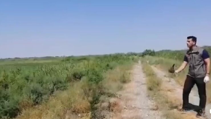 Yaralı halde bulunan kerkenez kuşu koruma altına alındı