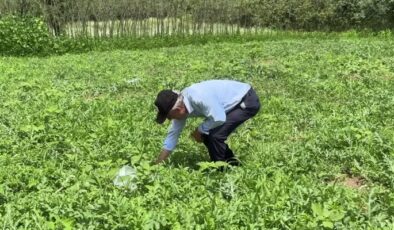 Temel’in talihi şekilli karpuzlarla değişti