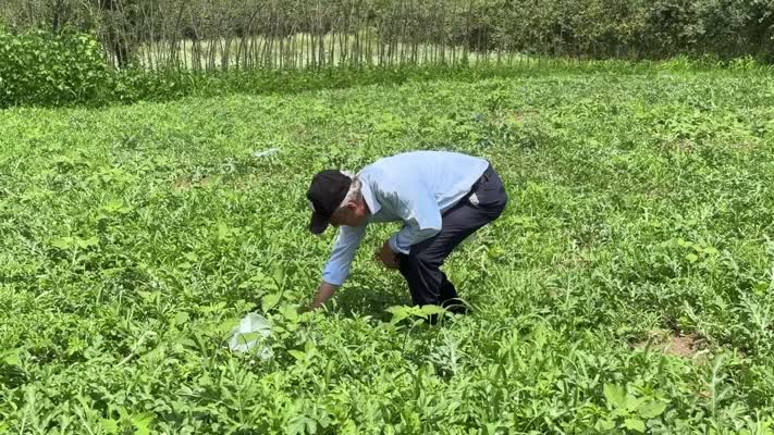 Temel’in talihi şekilli karpuzlarla değişti