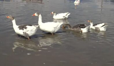 Kars’ta kazlar yaz sıcaklarında serin suyla buluşturuluyor