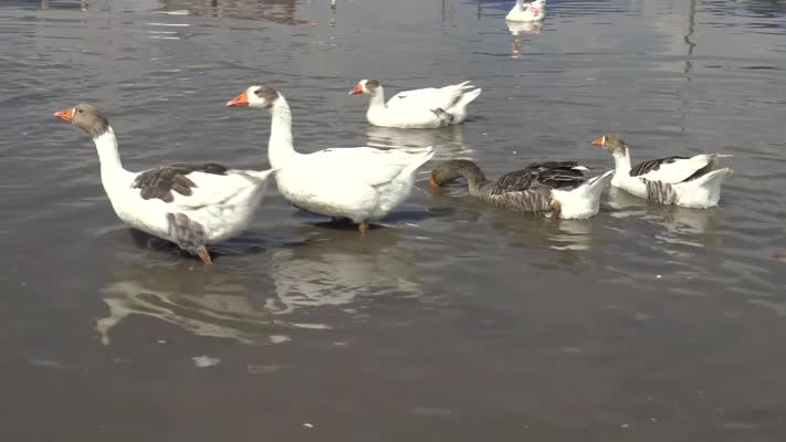 Kars’ta kazlar yaz sıcaklarında serin suyla buluşturuluyor