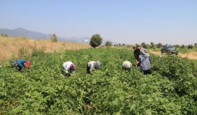 Kavurucu sıcakta acı biber hasadı zor geçiyor