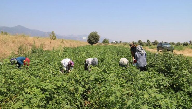 Kavurucu sıcakta acı biber hasadı zor geçiyor