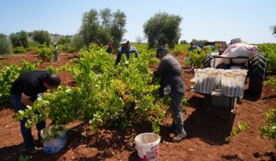 Kilis’te üzüm hasadı başladı, fiyat farkı dikkat çekiyor