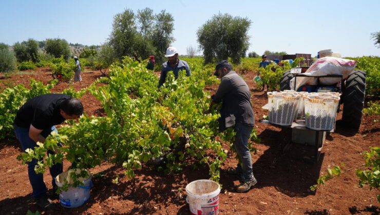 Kilis’te üzüm hasadı başladı, fiyat farkı dikkat çekiyor