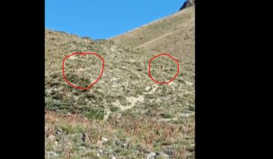 Kulp’ta av yasağı bölgesinde dağ keçileri ve boz ayılar görüntülendi