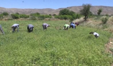 Mardin yemeklerine lezzet katan kişniş için hummalı hasat mesaisi