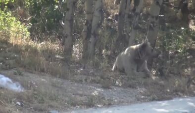 Nemrut kalderası’nda bozayılar ilgi odağı oldu