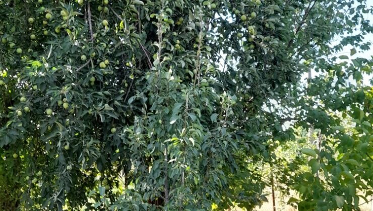 Kulp ilçesinde meyve ağaçları sıcaktan etkilendi