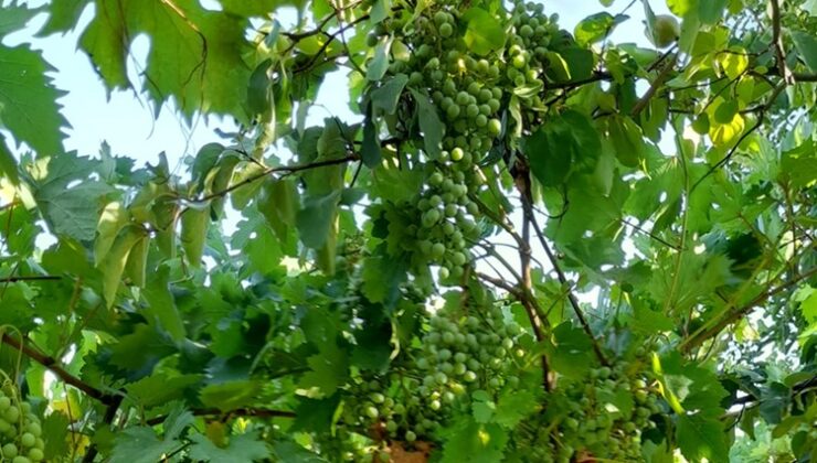 Kulp ilçesinde yetişen üzümler sofralara geliyor