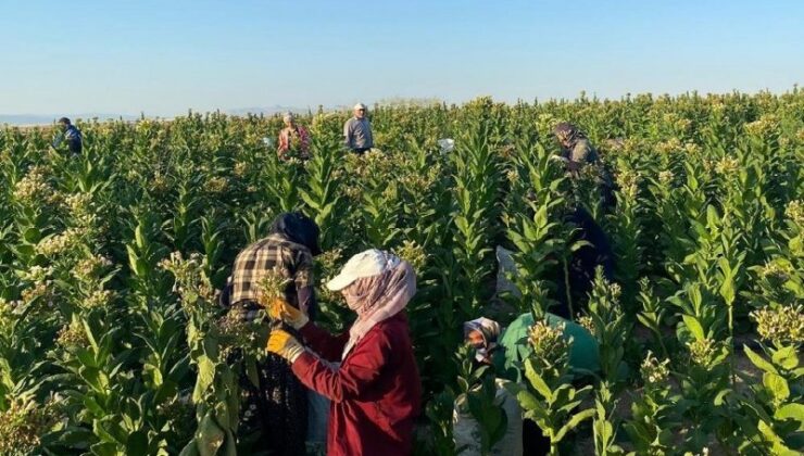 Samsat’ta tütün hasadı başladı