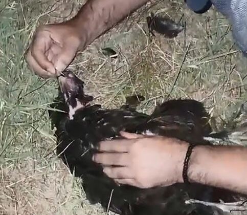 Sansarın saldırdığı tavuğa suni teneffüs yaptı