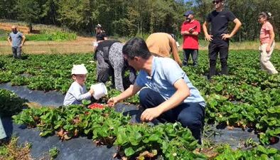 Satın alacakları çileği 1000 rakımdaki tarlada elleriyle topluyorlar