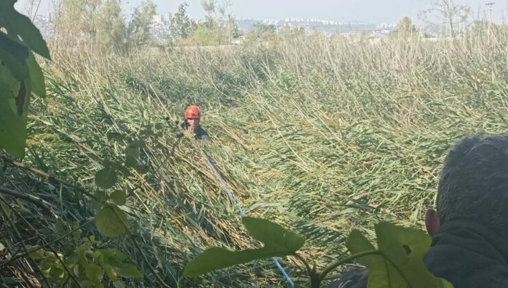 Sazlıkta mahsur kaldılar: macera kabusa döndü