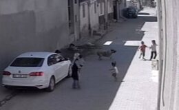 Sokak köpeğinin çocuklara saldırısı Şanlıurfa’da paniğe yol açtı