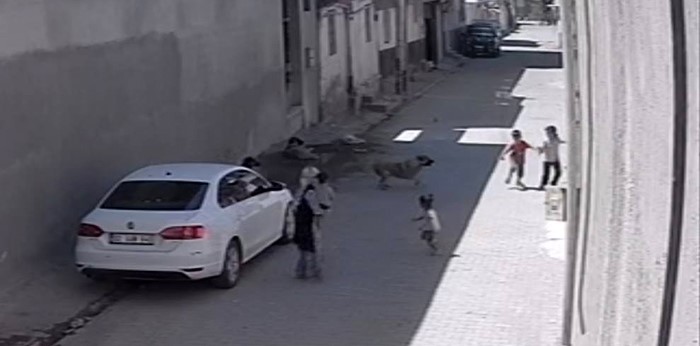 Sokak köpeğinin çocuklara saldırısı Şanlıurfa’da paniğe yol açtı