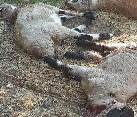 Sokak köpekleri Kulp’ta katliam yaptı