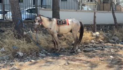 Sürücüsüz at arabası 4 araca çarptı, 4 kişi yaralandı